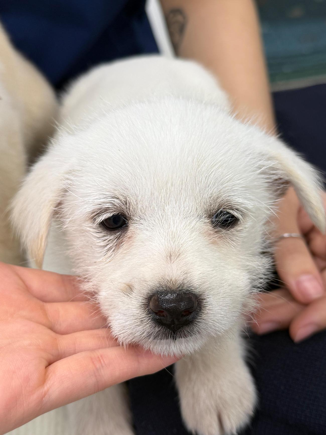 광주첨단YB동물병원_429362202500885